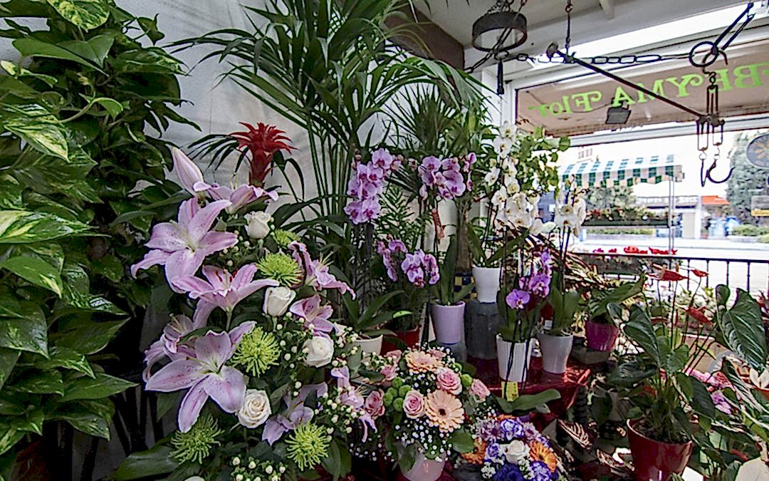 Cuidados básicos para las plantas de interior